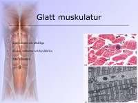 /album/musklerna/a6-musklerna-010-jpeg/